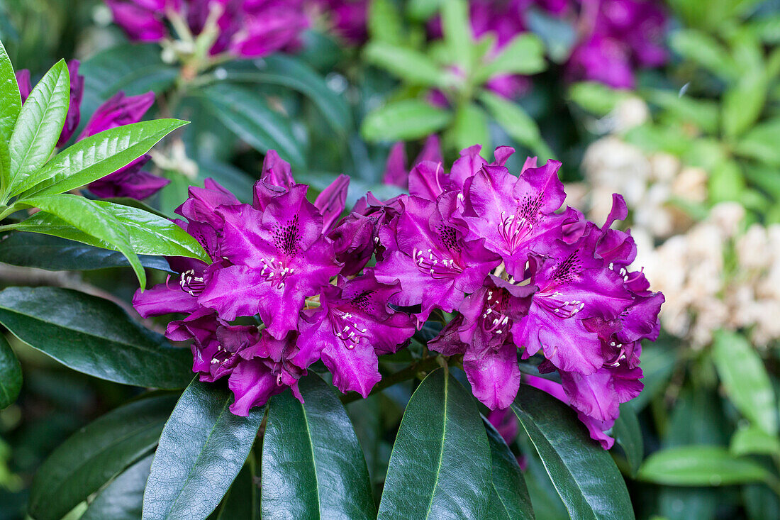 Rhododendron Hybride 'Purple Emperor'