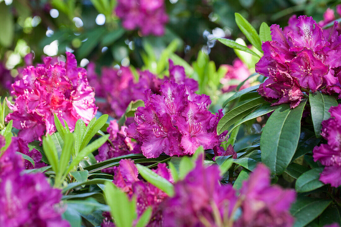 Rhododendron hybrid 'Purple Lace