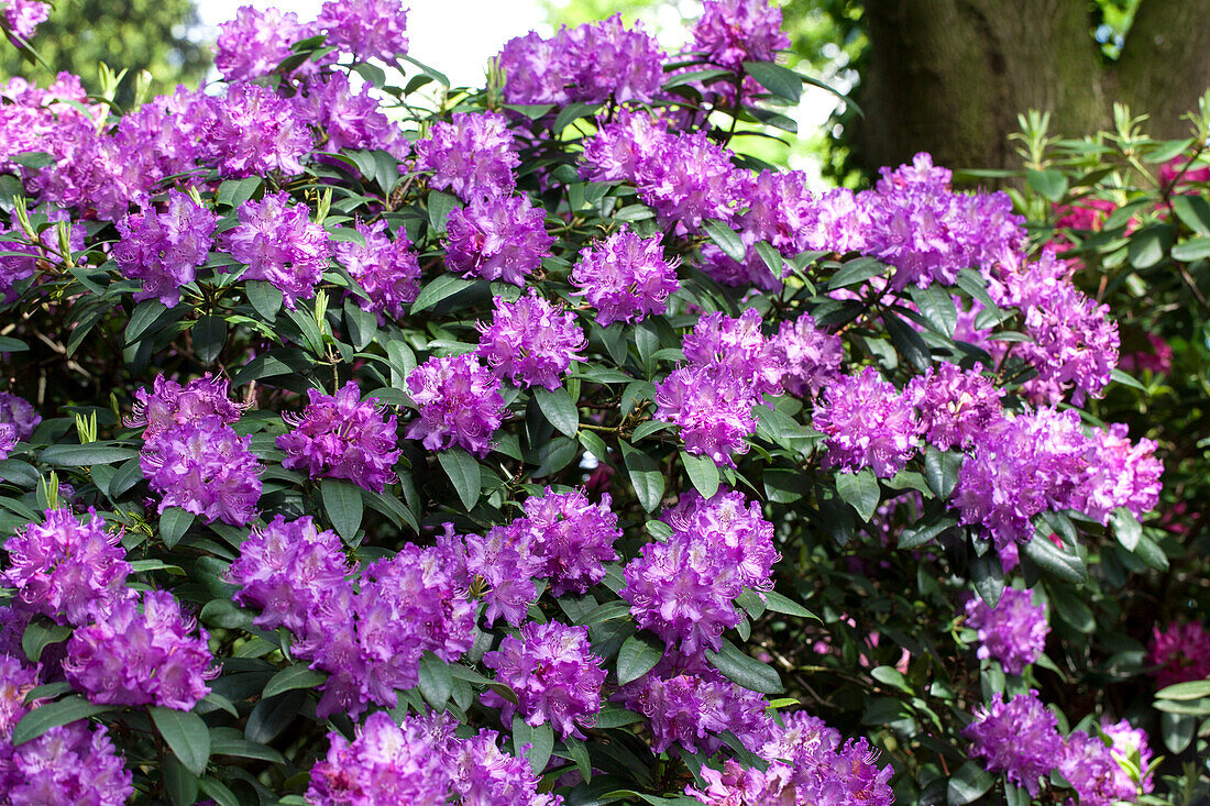 Rhododendron hybrid 'Querele