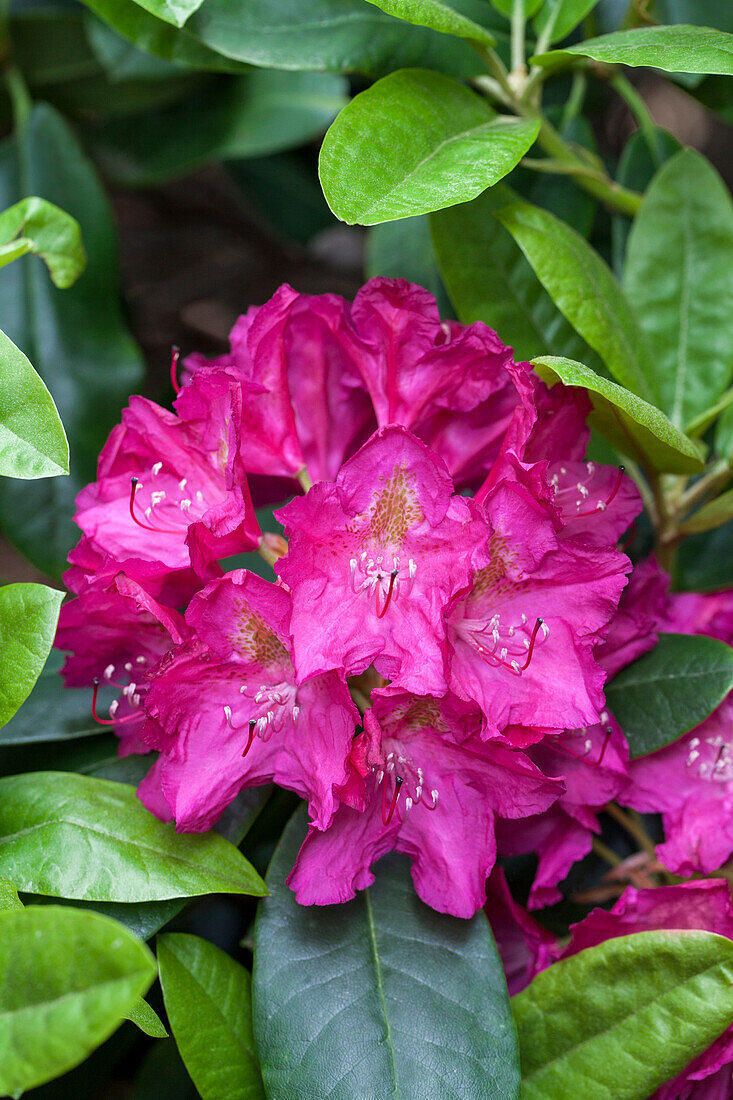Rhododendron Hybride 'Quito'