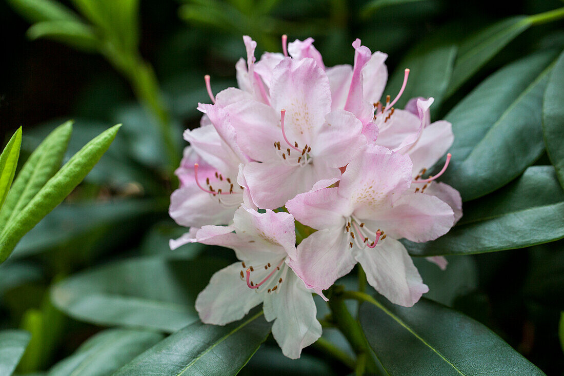 Rhododendron hybrid 'Shams Juliet