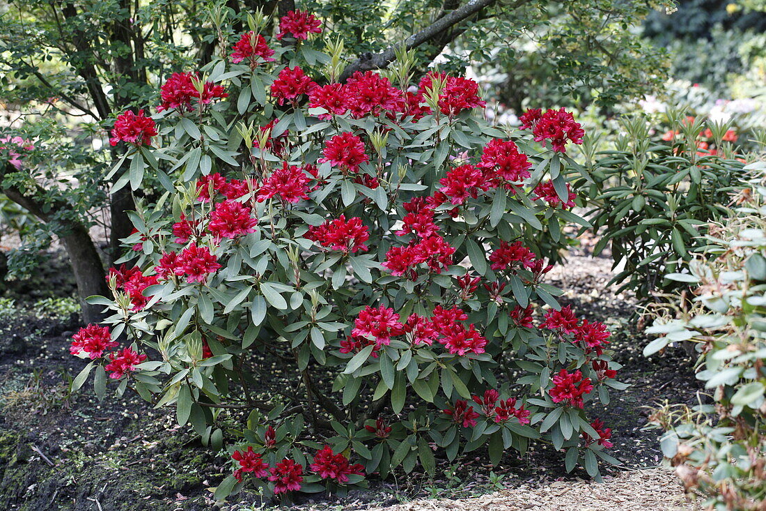 Rhododendron hybrid 'Taragona