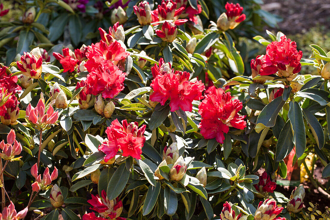Rhododendron hybrid 'Wilgens Ruby