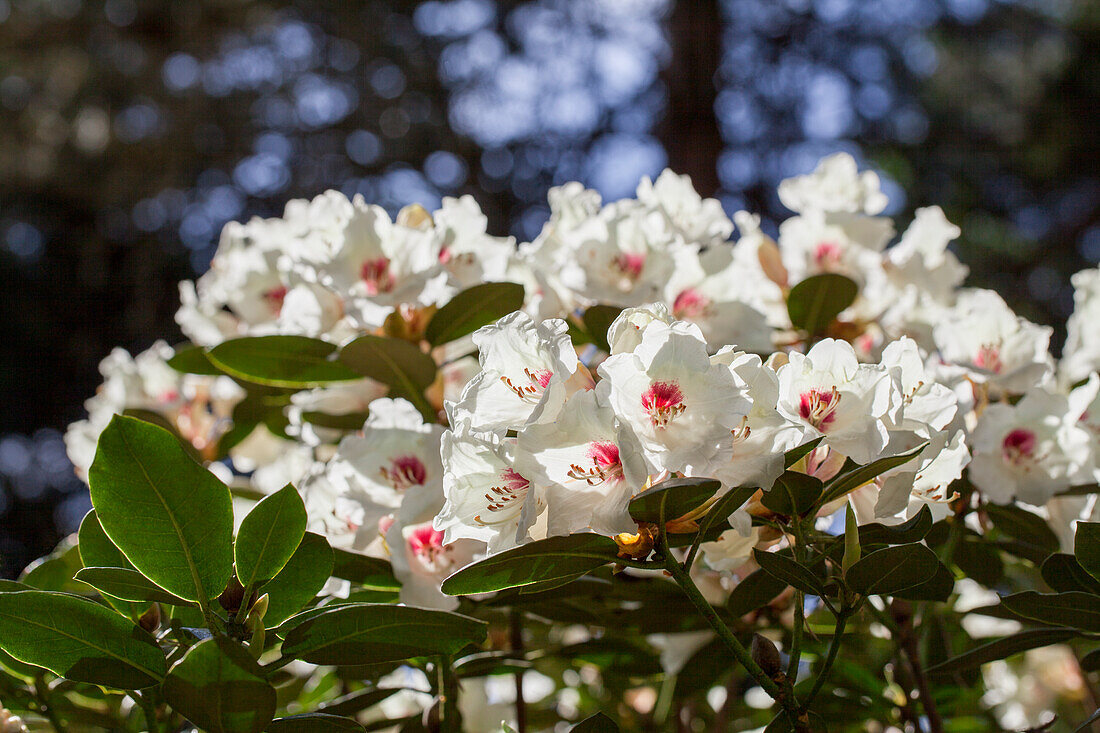 Rhododendron 'Hachmann´s Picobello'®