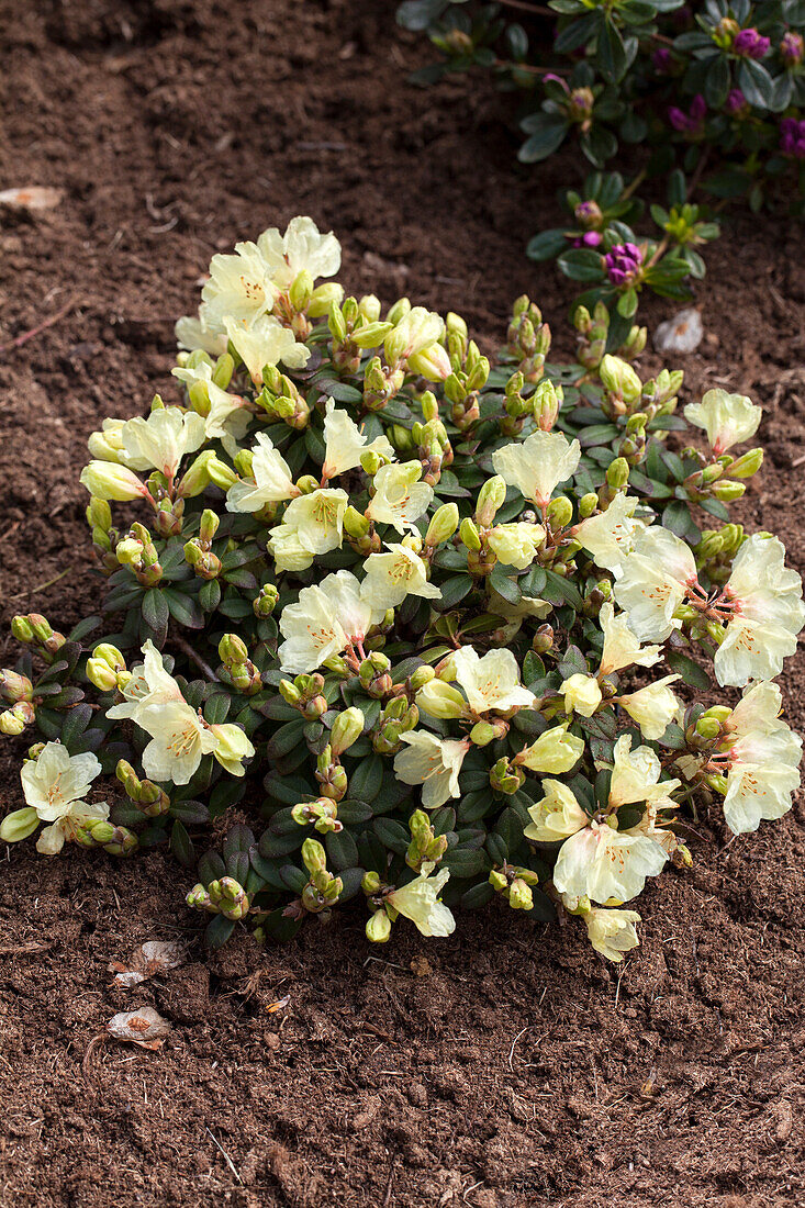 Rhododendron 'Wren'