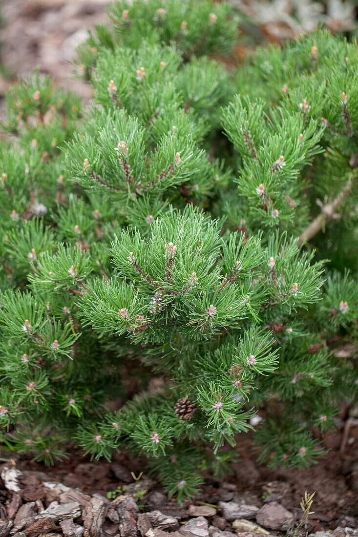 Pinus mugo 'Laurin'