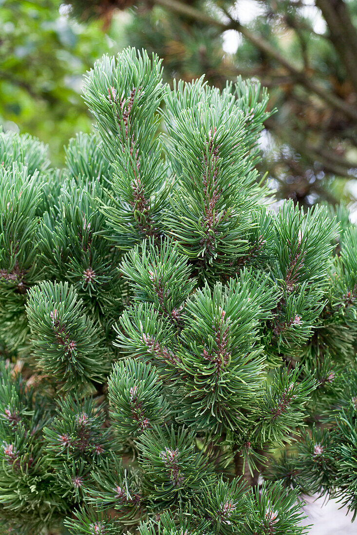 Pinus mugo 'Picobello'