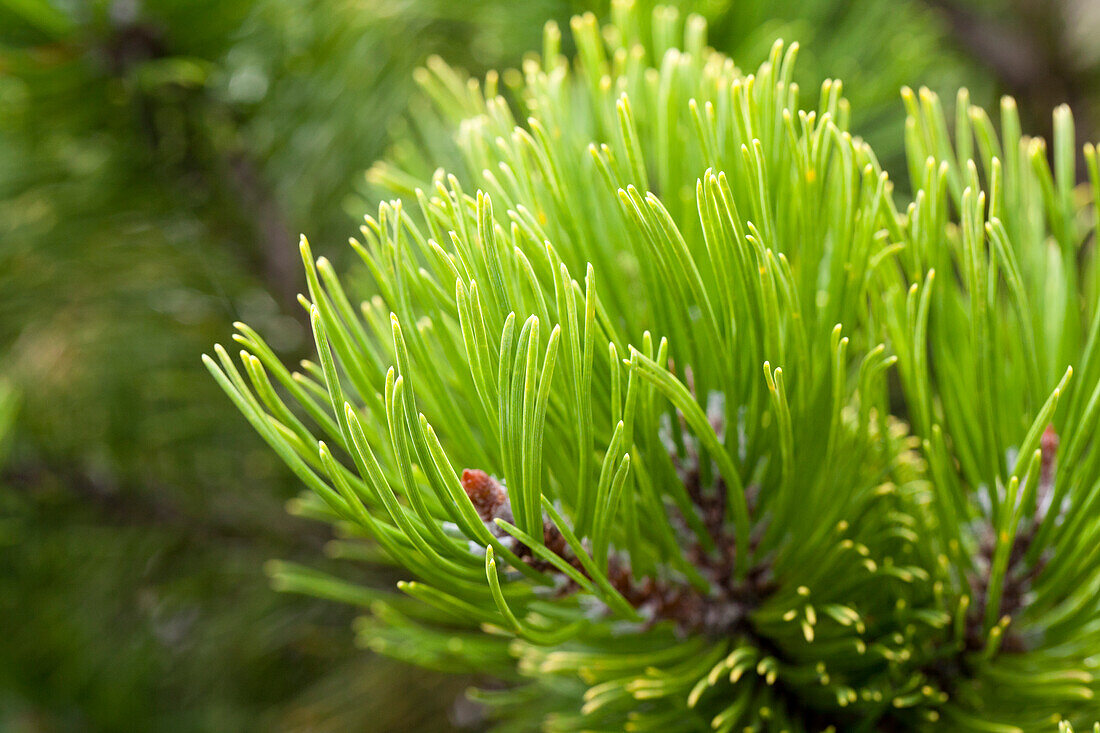 Pinus mugo 'Wintergold'