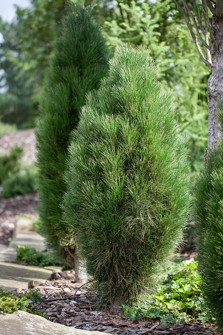 Pinus nigra 'Green Tower