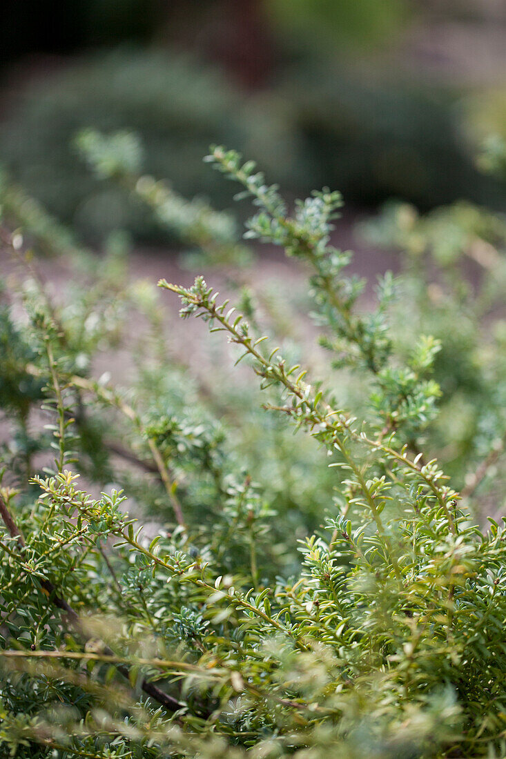 Podocarpus lawrencei Blue Gem