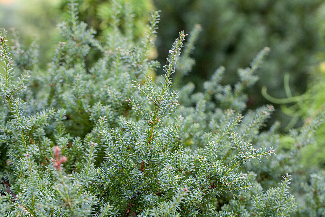 Podocarpus lawrencei 'Red Tip'