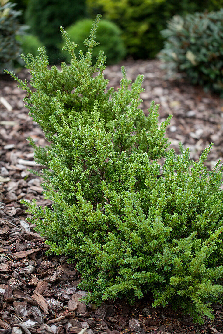 Podocarpus spinulosus