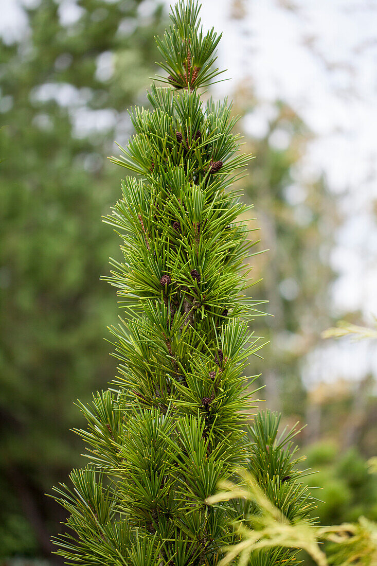 Sciadopitys verticillata 'Green Star'