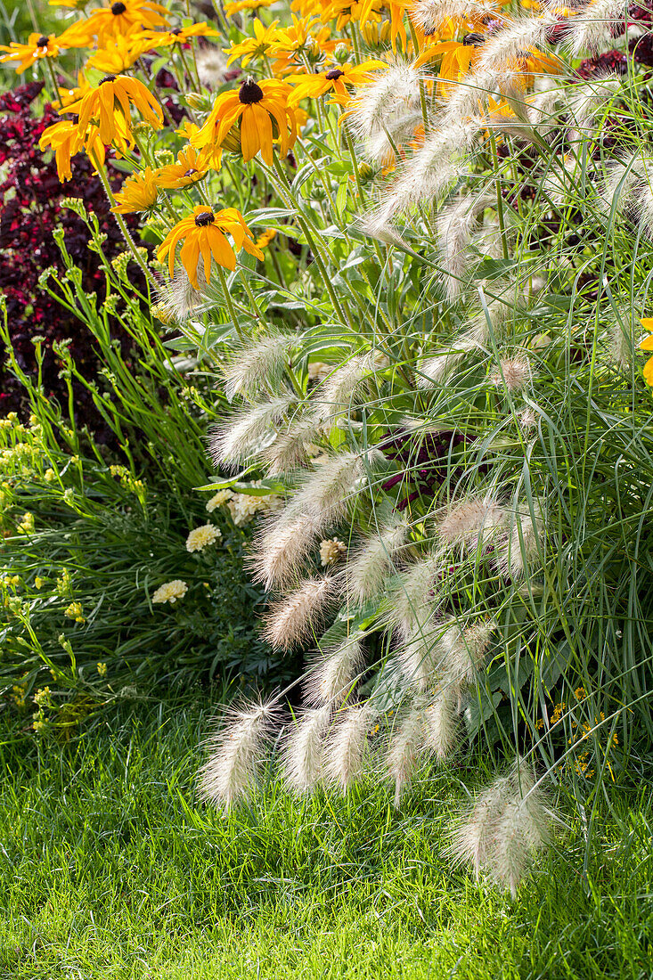 Summer mood (grasses, coneflowers)