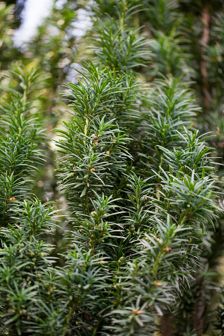 Taxus baccata 'Fastigiata'