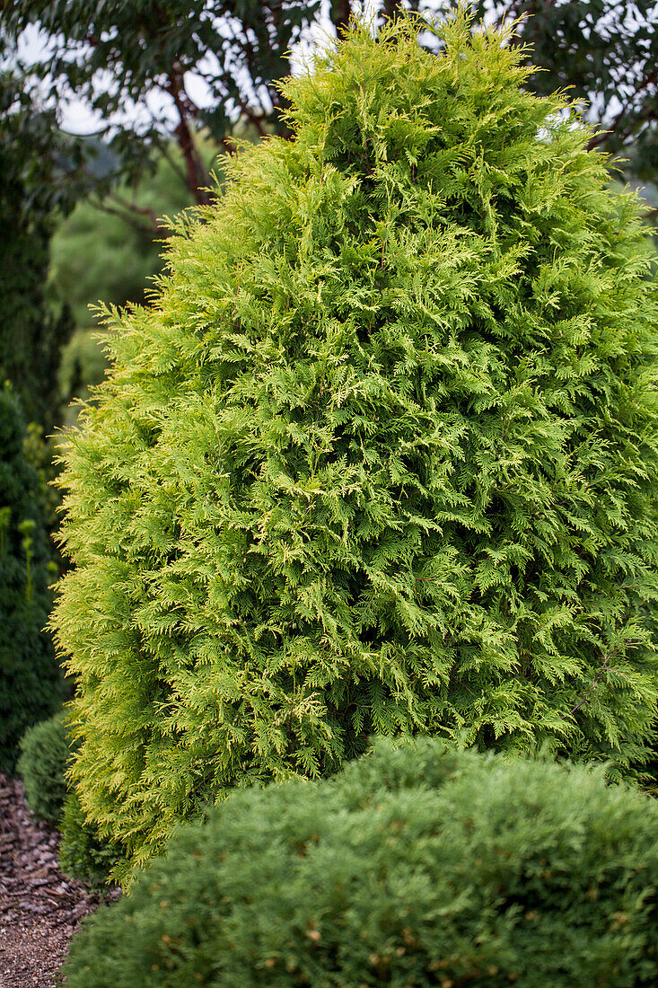 Thuja occidentalis Sunkist