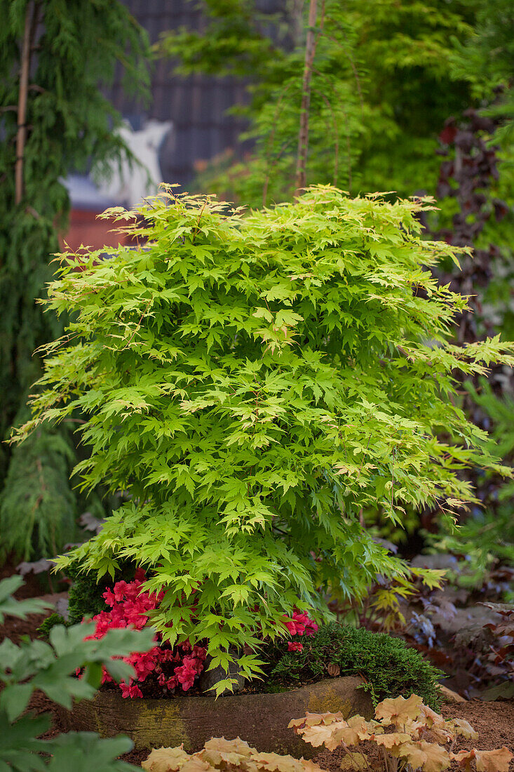 Acer palmatum 'Jeddeloh Orange'