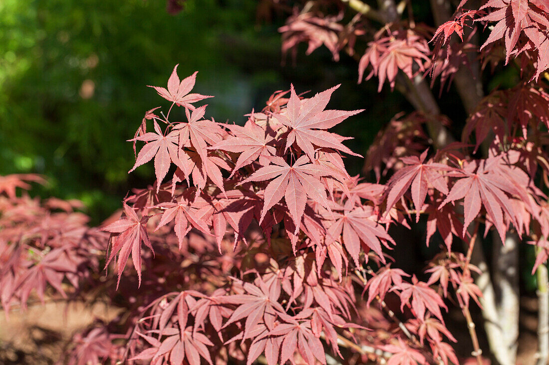 Acer palmatum 'Bloodgood'