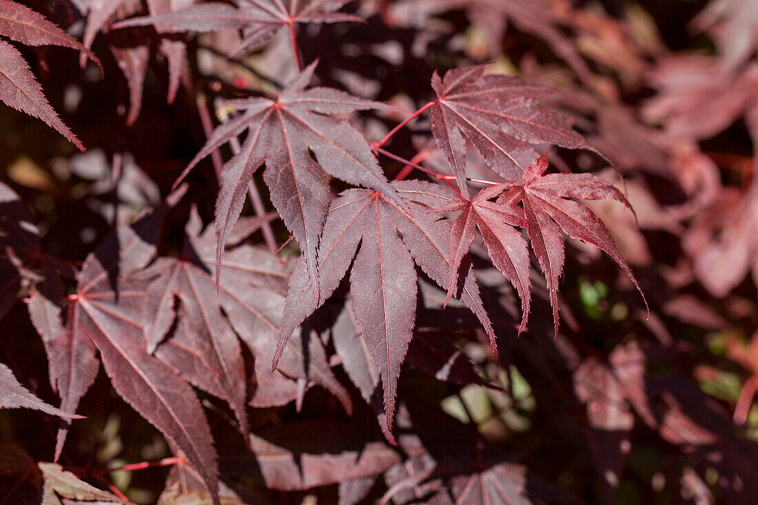 Acer palmatum 'Bloodgood'