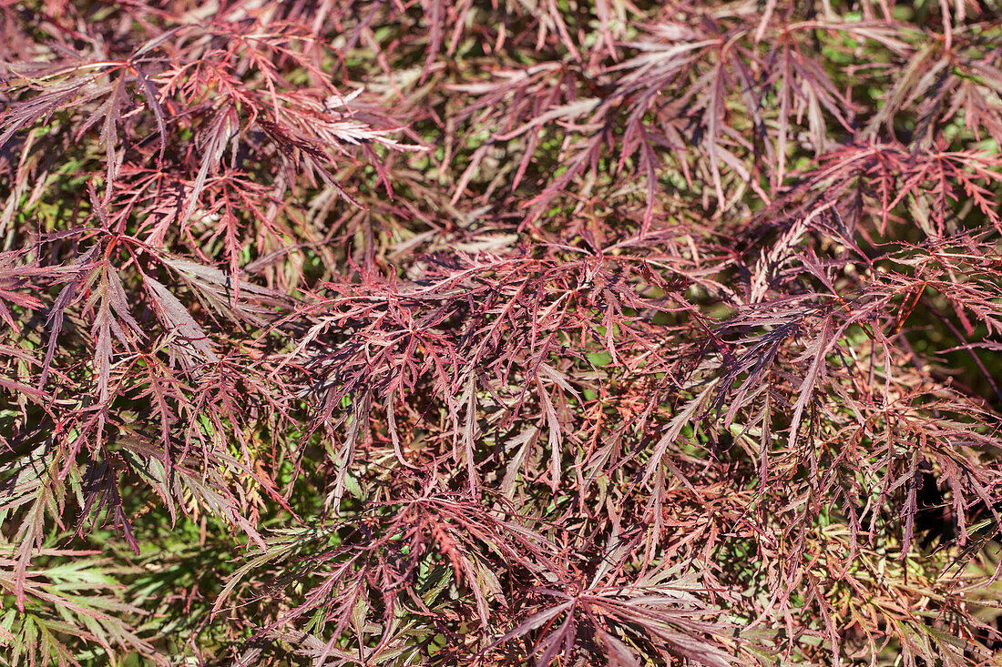 Acer palmatum Dissectum Garnet