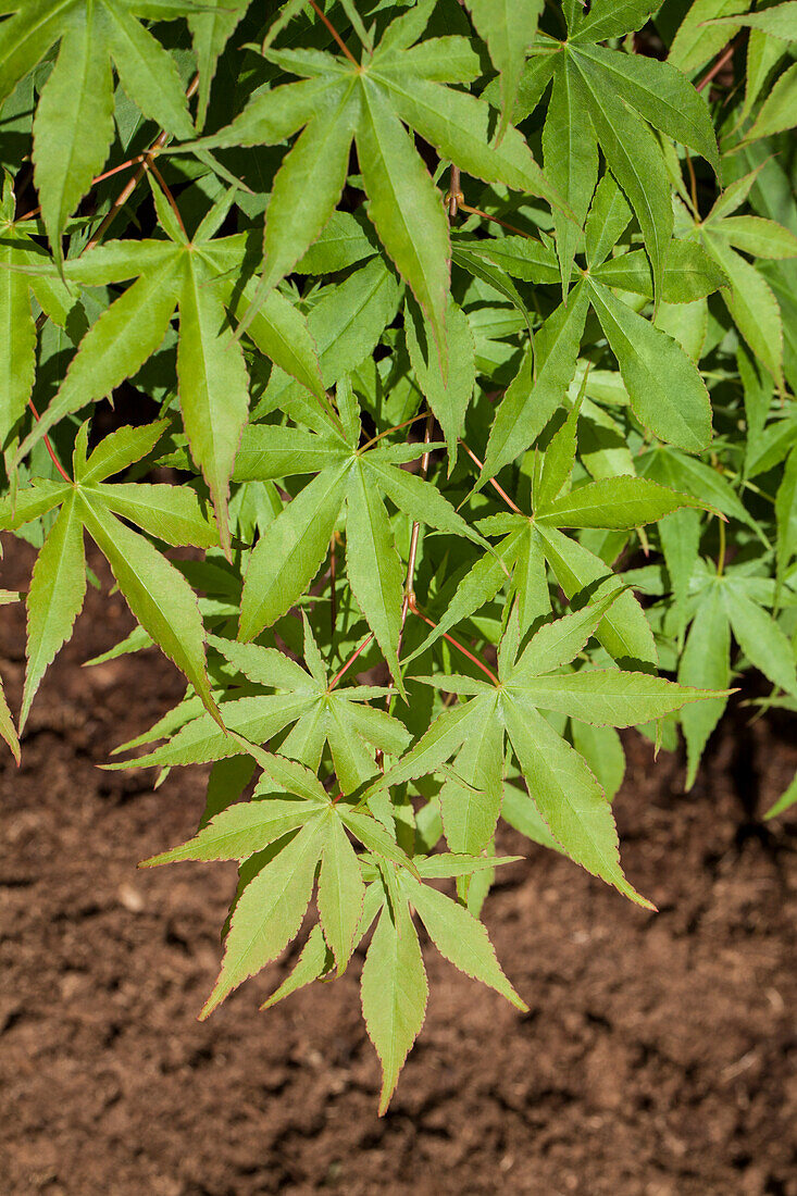 Acer palmatum 'Osakazuki'