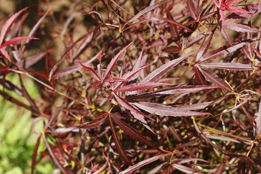 Acer palmatum 'Red Pygmy'