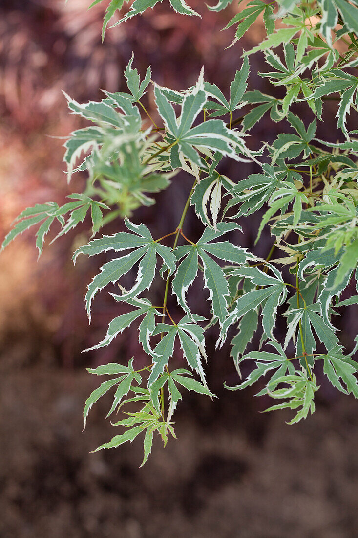 Acer palmatum 'Roseomarginatum'