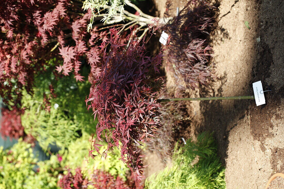 Acer palmatum 'Shaina'