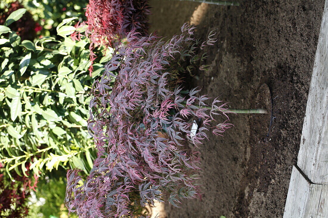 Acer palmatum Shirazz