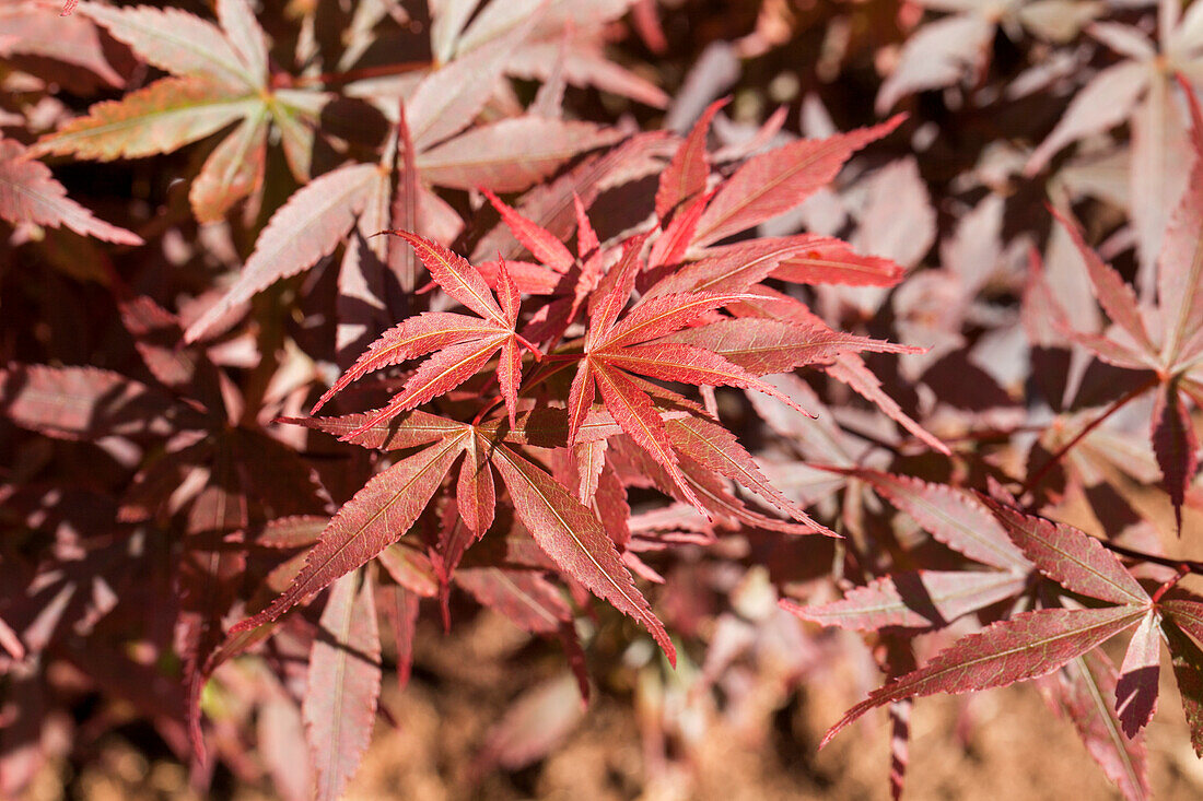 Acer palmatum 'Skeeter's Broom'