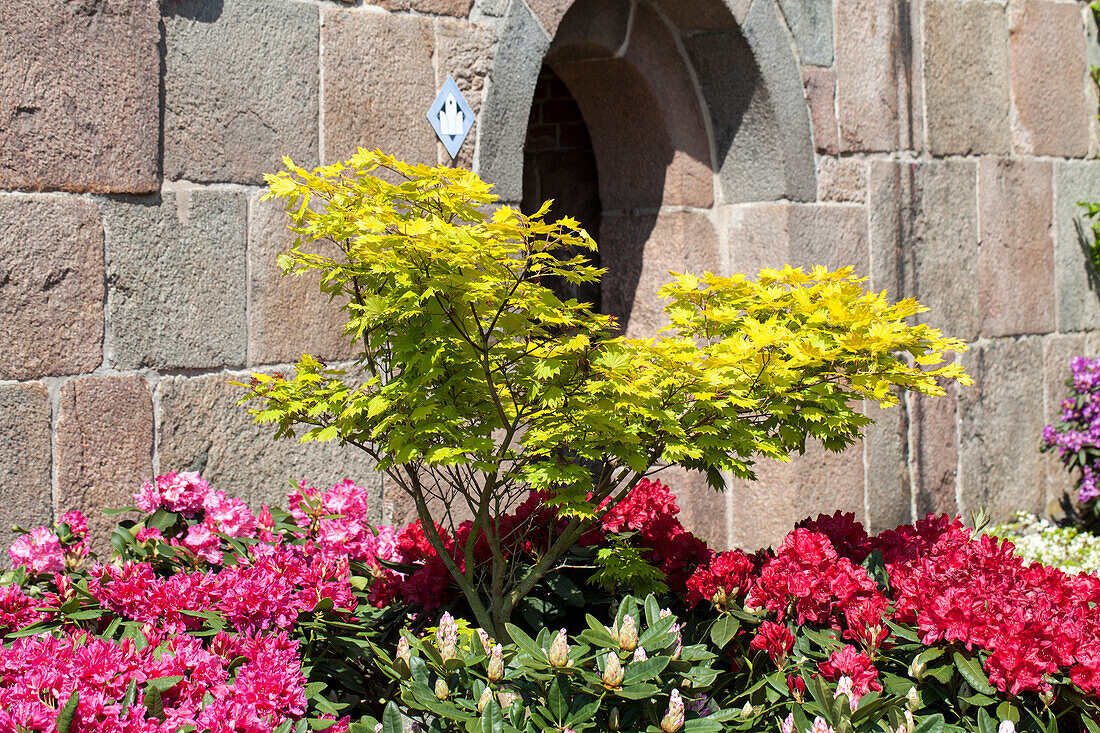 Acer shirasawanum 'Aureum'