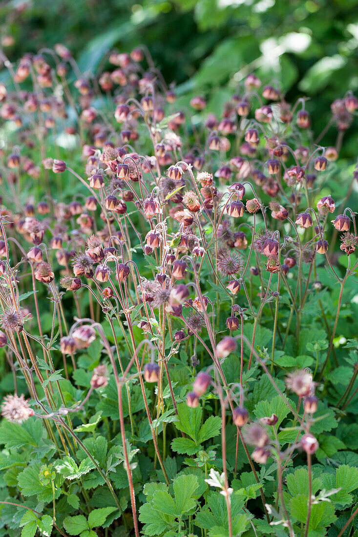 Geum rivale