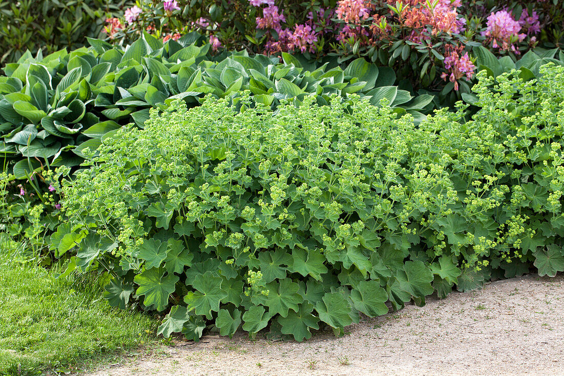 Alchemilla mollis