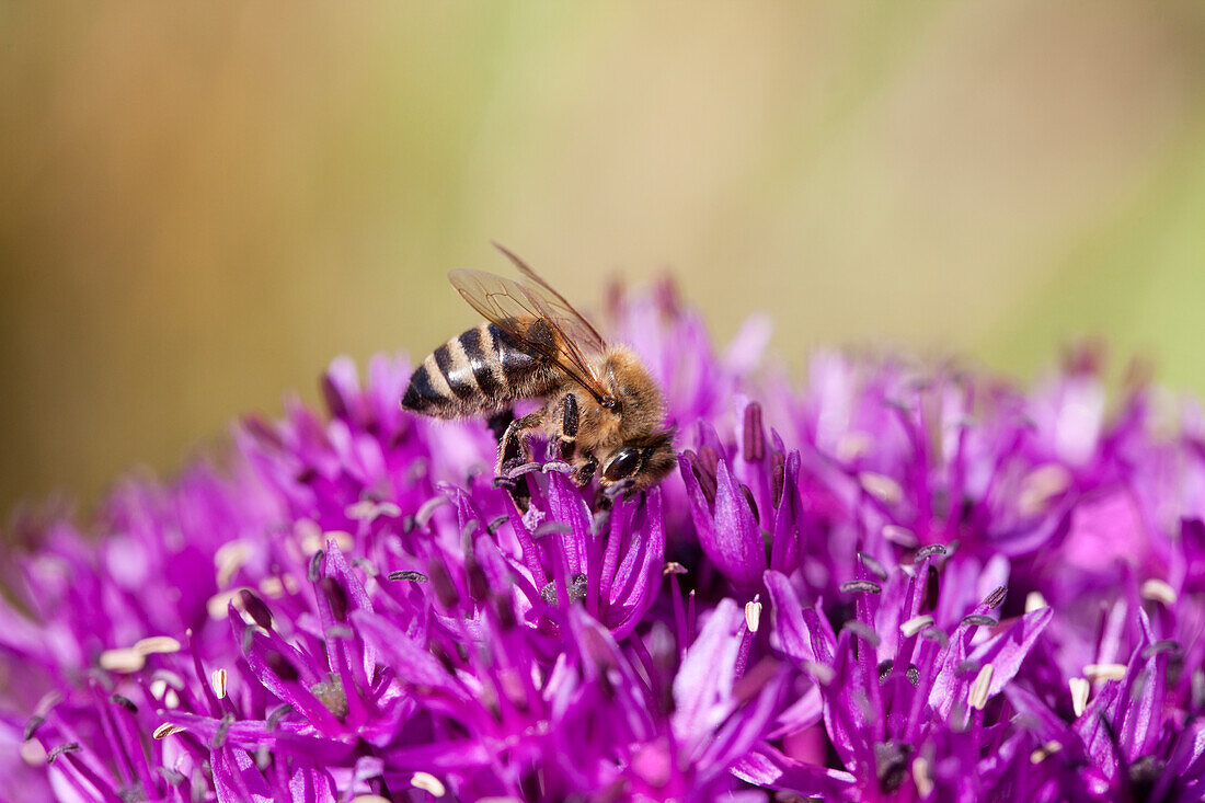 Allium schoenoprasum with bee