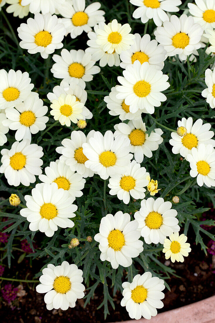 Argyranthemum frutescens Angelic Lemon Pastel