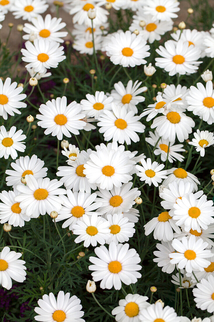 Argyranthemum Crazy Daisy