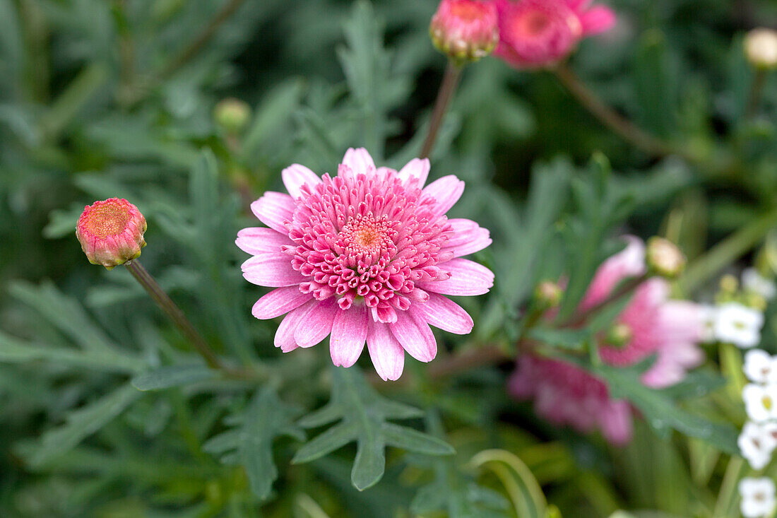 Argyranthemum frutescens 'Dollies Berrymore'