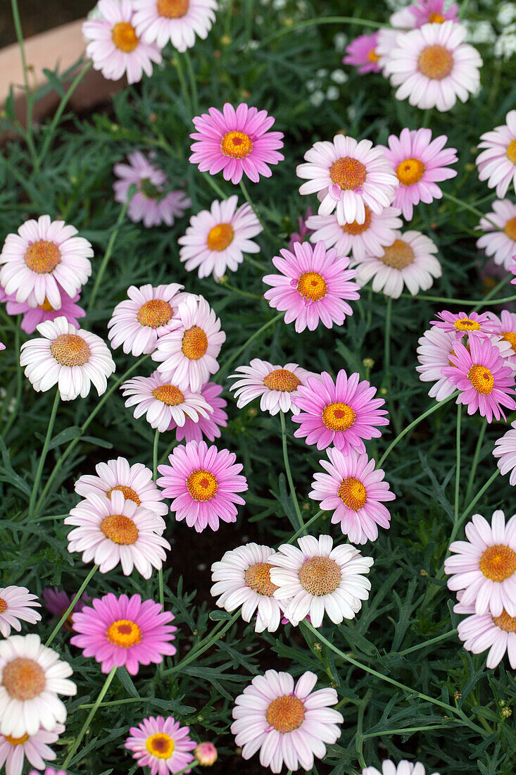 Argyranthemum frutescens 'LaRita' Rose