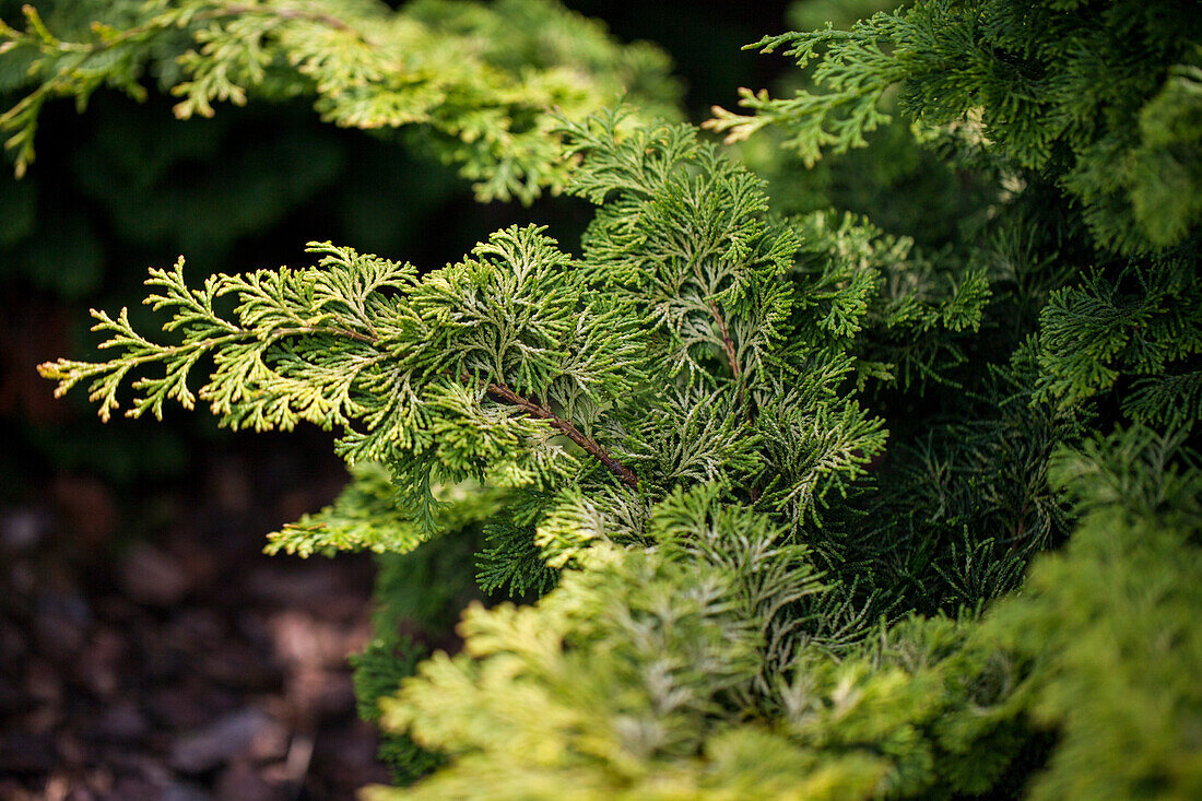 Chamaecyparis obtusa 'Rashahiba'