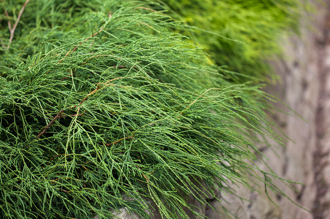 Chamaecyparis pisifera 'Filifera Nana'