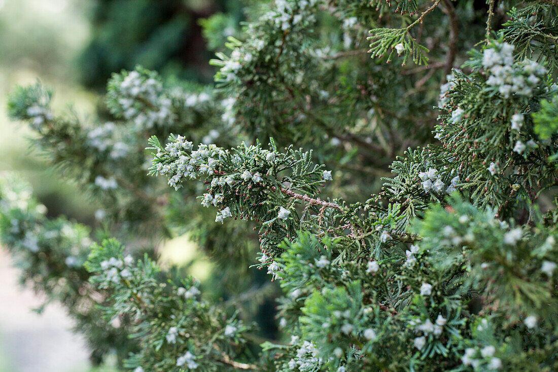 Chamaecyparis thyoides 'Andelyensis'