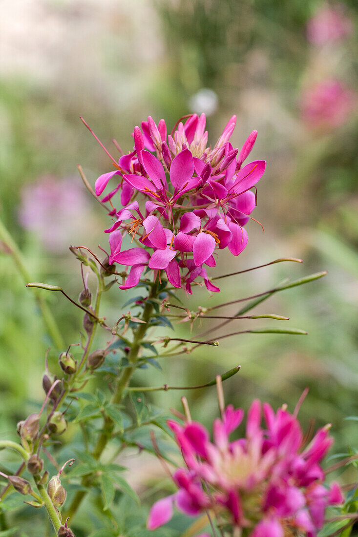 Cleome spinosa 'Sparkler Rose'