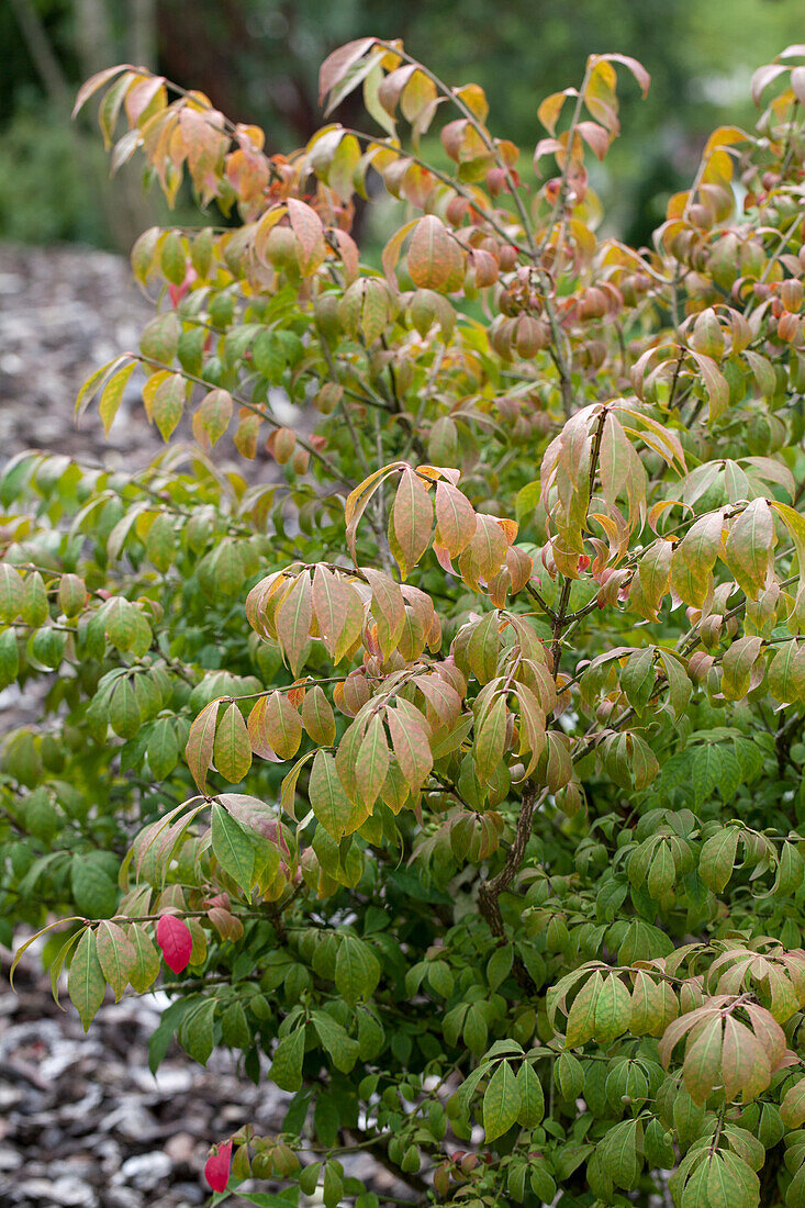 Euonymus alatus 'Compactus'