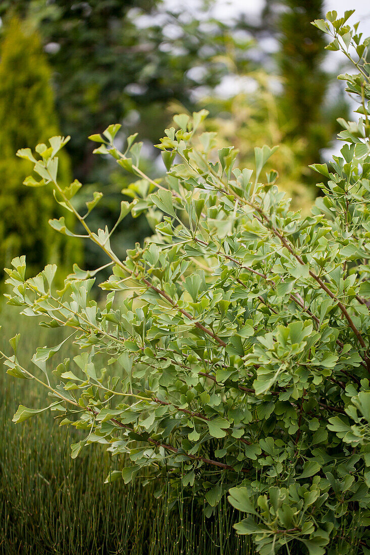 Ginkgo biloba 'Autumn Gold'