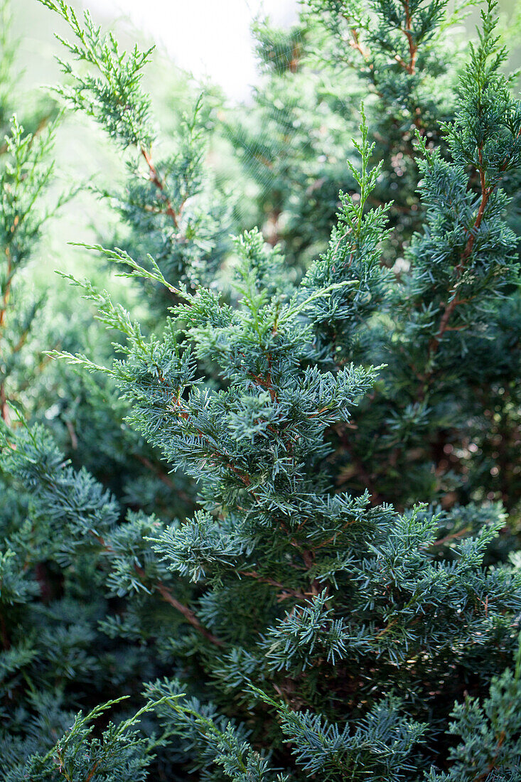 Juniperus chinensis 'Blaauw'