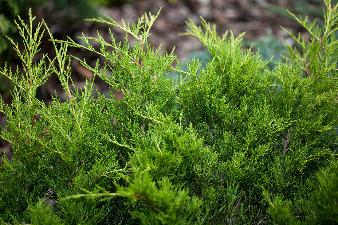 Juniperus x pfitzeriana 'Gold Coast'