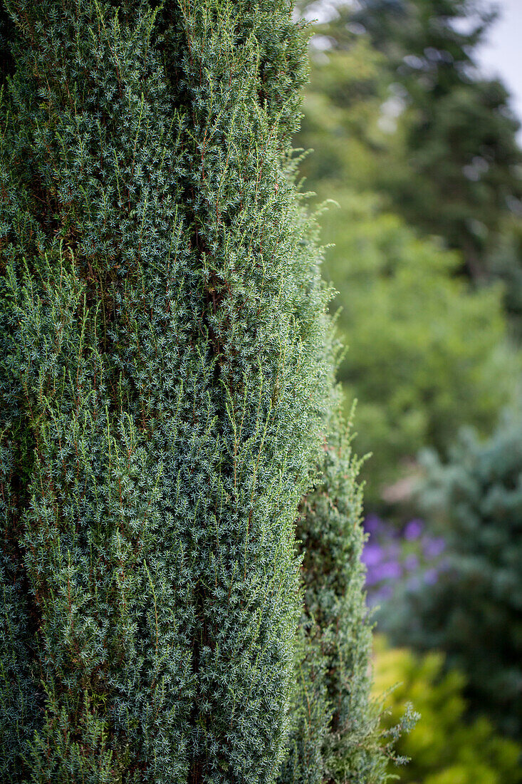 Juniperus communis 'Barmstedt'
