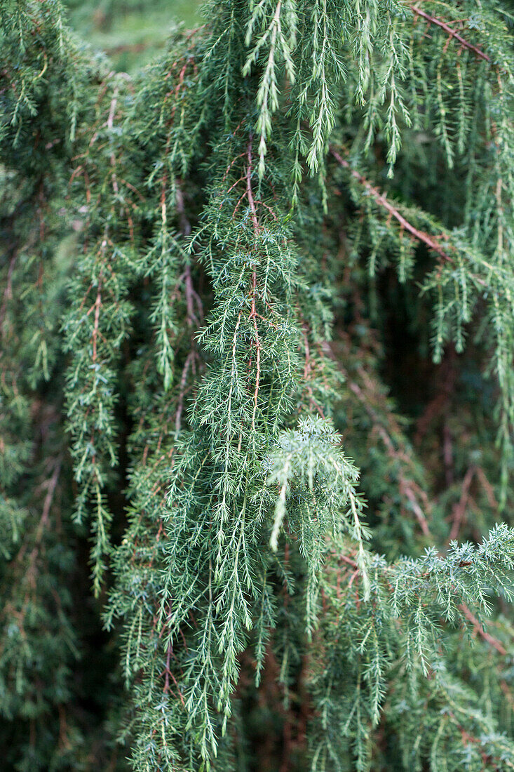 Juniperus communis 'Horstmann'