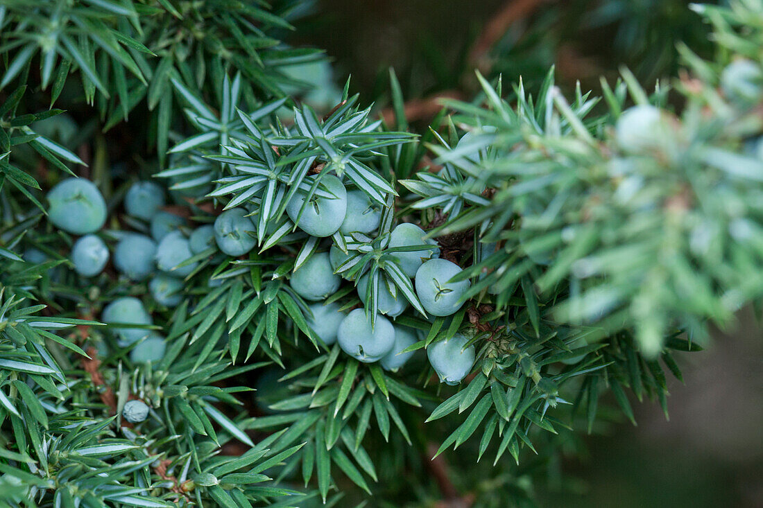 Juniperus communis 'Lukeland Silver'