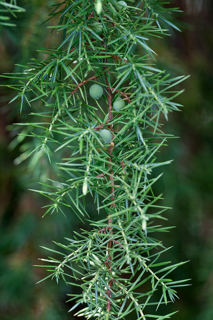 Juniperus communis 'Oblonga Pendula'